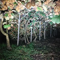 پرتقال محلی و تامسون ازگیل و کیوی برنج