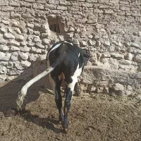 گوساله نر چاق|حیوانات مزرعه|اقلید, |دیوار