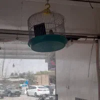 قناری