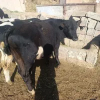 چهار عدد گوساله اصیل