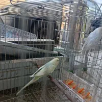 یه جفت مرغ عشق