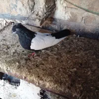 کبوتر|پرنده|آشخانه, |دیوار