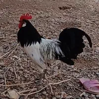 مرغ و خروس