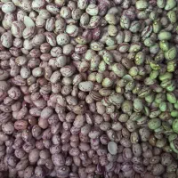 تخفیف ویژه حبوبات و عسل