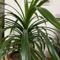 گل رستورانی