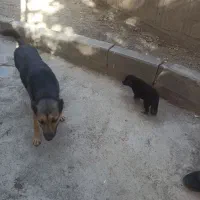 توله سگ