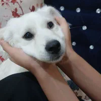سگ پامسکی  ۶ ماهه