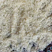 برنج عنبربوی خوزستان|خوردنی و آشامیدنی|رشت, لاکان شهر|دیوار