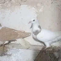 ماده ساده زرد و جوجه طوقی دوتاش 300