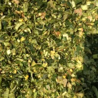 ذرت علوفه پر دانه|عمده‌فروشی|سرپل ذهاب, |دیوار