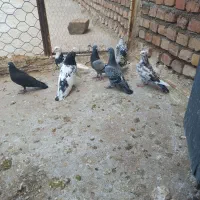 کبوتر فروشی