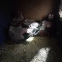 ۴عدد جوجه عروس هلندی ۲۵ روزه|پرنده|زنجان, |دیوار