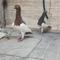 یهودی