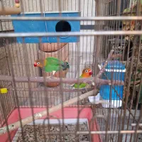 طوطی|پرنده|شیراز, شهرک والفجر|دیوار