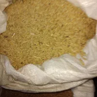 گندم و جو ابی