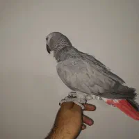 طوطی کاسکو نر سخنگو رام 2 ساله|پرنده|تهران, کیانشهر|دیوار