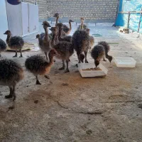 فروش جوجه شترمرغ
