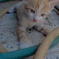 با سلام سه عدد گربه