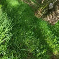 نمایندگی فروش کود هیومیک اسید و محرک رشد(کانادایی)|گل و گیاه طبیعی|اهواز, امانیه|دیوار