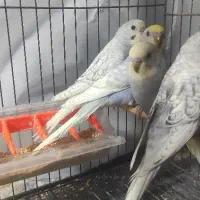 جوجه مرغ عشق