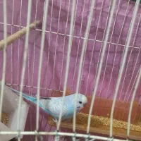 مرغ عشق نر