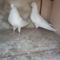 کبوتر تهرانی پرشی