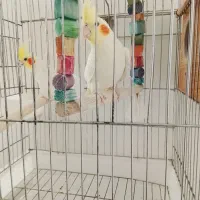 جفت عروس هلندی بالغ