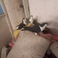 کفتر صید|پرنده|مشهد, پورسینا|دیوار