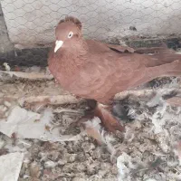 کبوتر راعبی سرخ