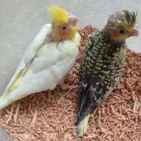 جوجه عروس  و کوتوله سرلاکی|پرنده|کاشان, باغ ماجد|دیوار