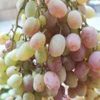 قیزیل اوزوم