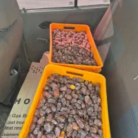 خرمای کبکباب