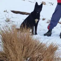 سگ ژرمن بلک