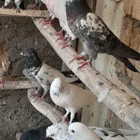 درود و سلام خدمت دوستان تعدادی کفتر پرشی مایه کفتر|پرنده|اصفهان, آزادان|دیوار