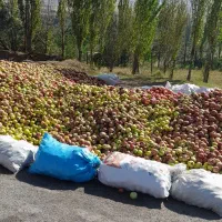 خریدار‌ سیب‌ ضایعات‌ درمحل