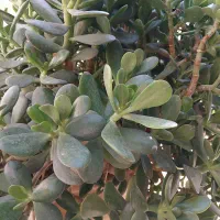 گل یشم گل ثروت