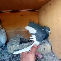 کفتر کبوتر کله سیاه،سینه سوسنی،سینه سیاه|پرنده|شیراز, گلکوب|دیوار