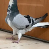 دمگیر‌خرقه نر