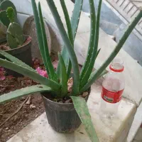 گل آلوئه ورا بزرگ و کوچک ارزان (فروش یا معاوضه)|گل و گیاه طبیعی|قم, زنبیل آباد|دیوار