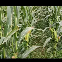 ۱۰ هکتار ذرت علوفه ای در شوشتر-خوزستان