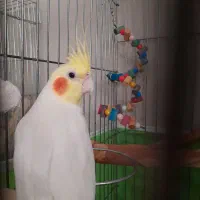 عروس هلندی نر