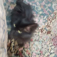 گربه سیاه پیدا شده|گربه|کرمان, |دیوار