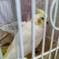 جفت عروس هلندی مولد . نر دستی و صحبتی|پرنده|زاهدان, |دیوار