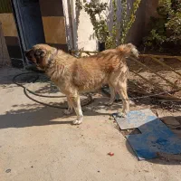 توله سگ آلابای دم کوتاه|سگ|رباطکریم, حصار مهتر|دیوار