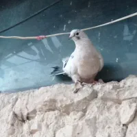 کبوتر