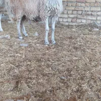 شیشک میش افشاری|حیوانات مزرعه|مبارکه, |دیوار