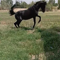 فروش اسب فوری