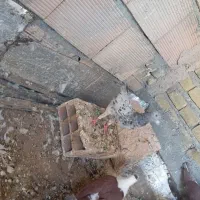 سه تا هفت رنگ درشت و سالم دوستان یکی نردوتاماده|پرنده|سبزوار, کوی بهار|دیوار