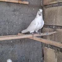 کفتر یاکبوتر|پرنده|ساوه, |دیوار