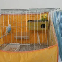 مرغ عشق پروانه ای